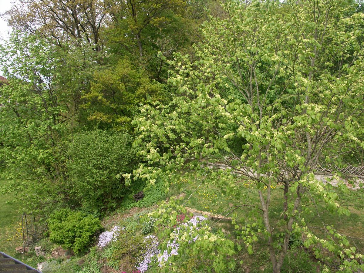 Waldpension Zum Felsenkeller Lichtenfels-Sachsenberg エクステリア 写真